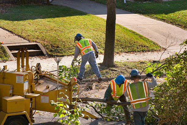 Best Residential Tree Removal  in Rock Springs, NM